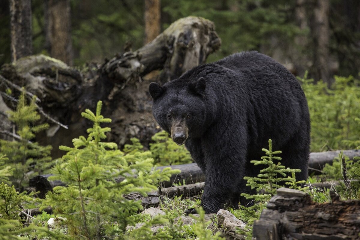 https://pixabay.com/photos/black-bear-woods-wild-wildlife-1170229/
