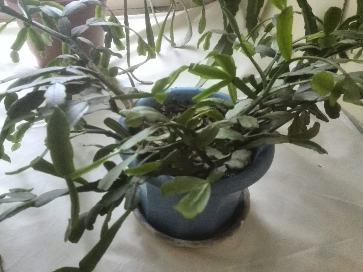 Декабрист перед цветением.