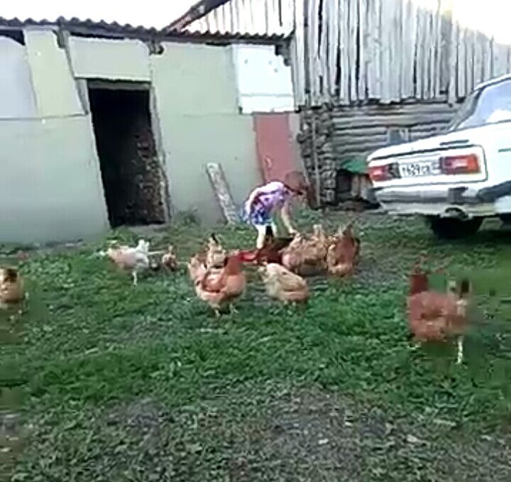 Внучка кормит несушек