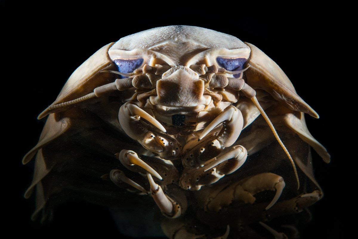 Картинка взята с Яндекс.Картинки