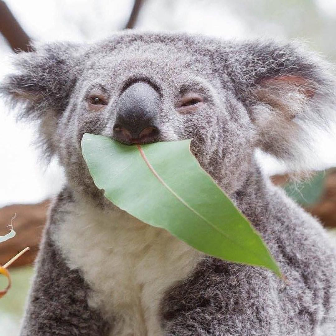 Макака коалу. Коала на эвкалипте. Коала эвкалиптовый мишка. Коала листья эвкалипта. Коала на бамбуке.