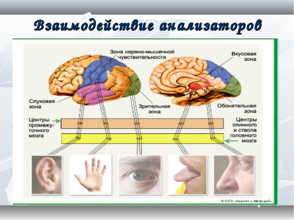 Чувствительность анализаторов. Взаимосвязь и взаимодействие анализаторов..