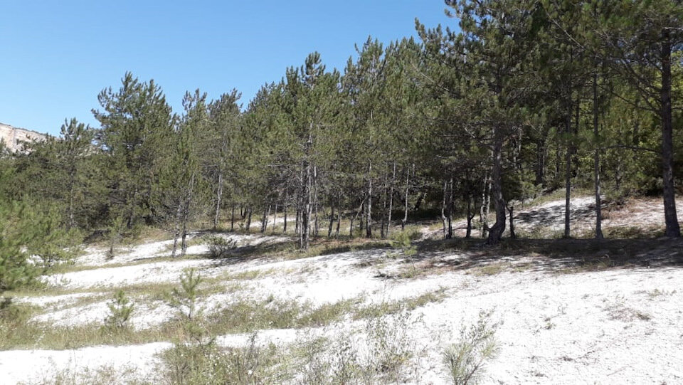 Сосновый лес