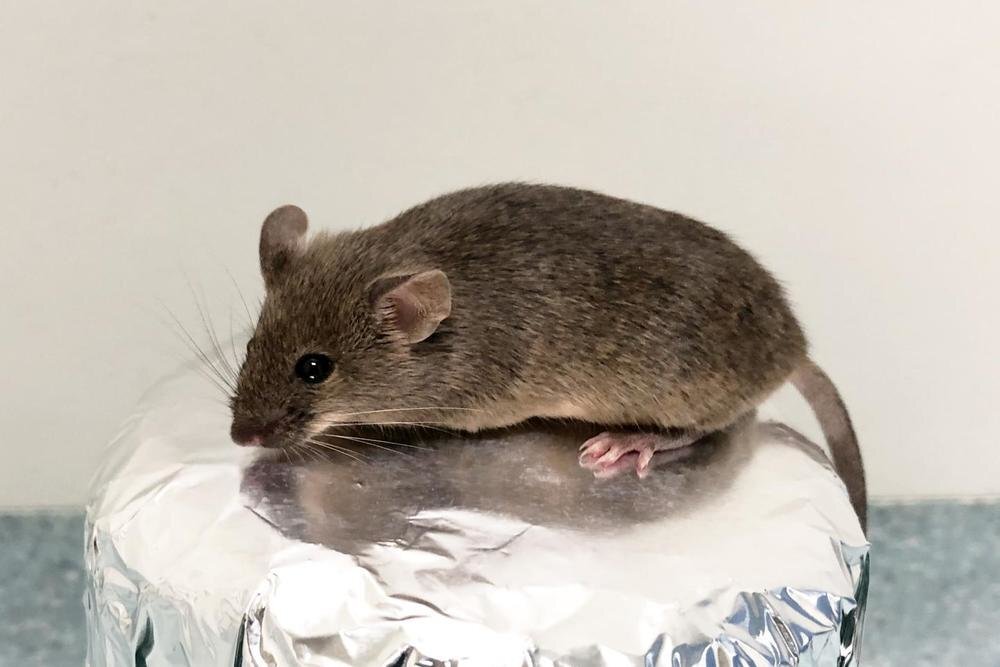 EurekALERT! 