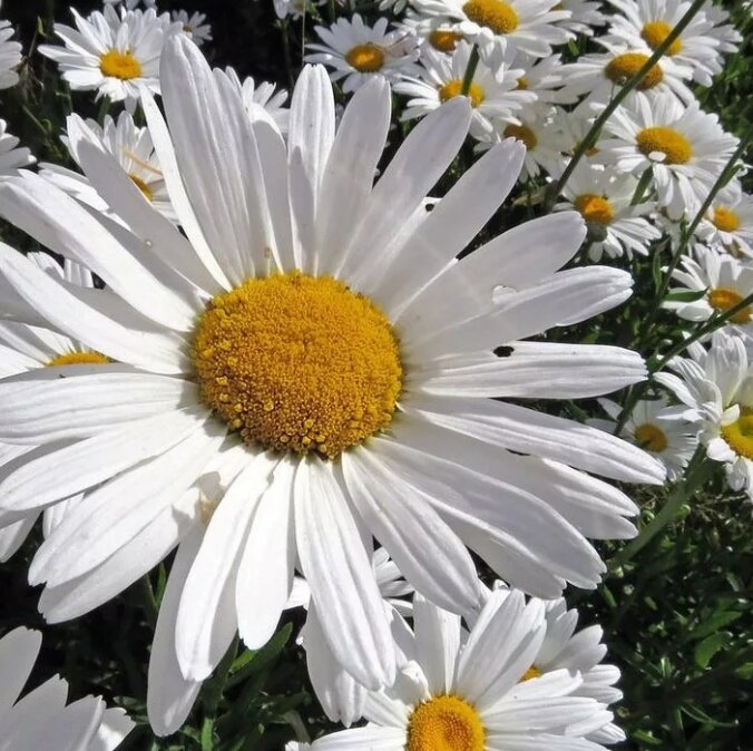 Ромашка - сорт "Аляска"