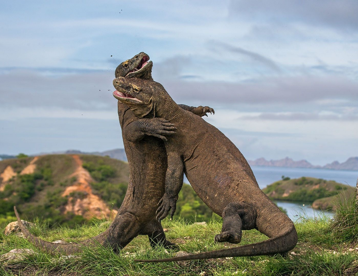 Комодский дракон
