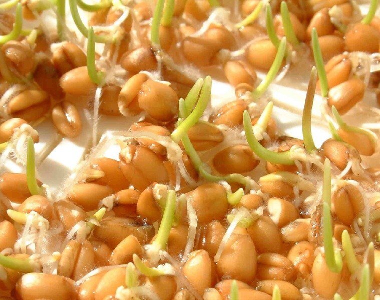 Ростки пшеницы желательно не проращивать дольше 4-5 дней.