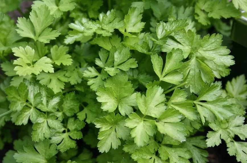 яндекс.картинки