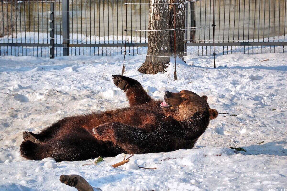 Медведица Нижний Новгород