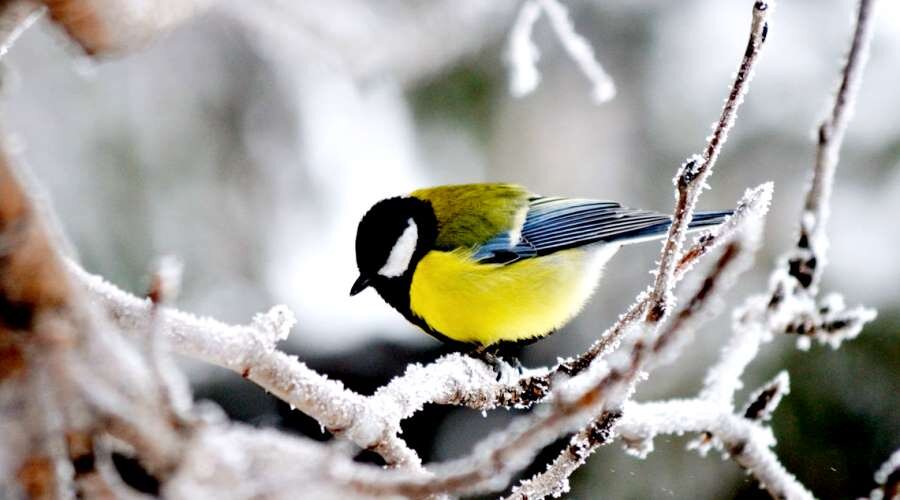 Синичка в природе зимой... википедия