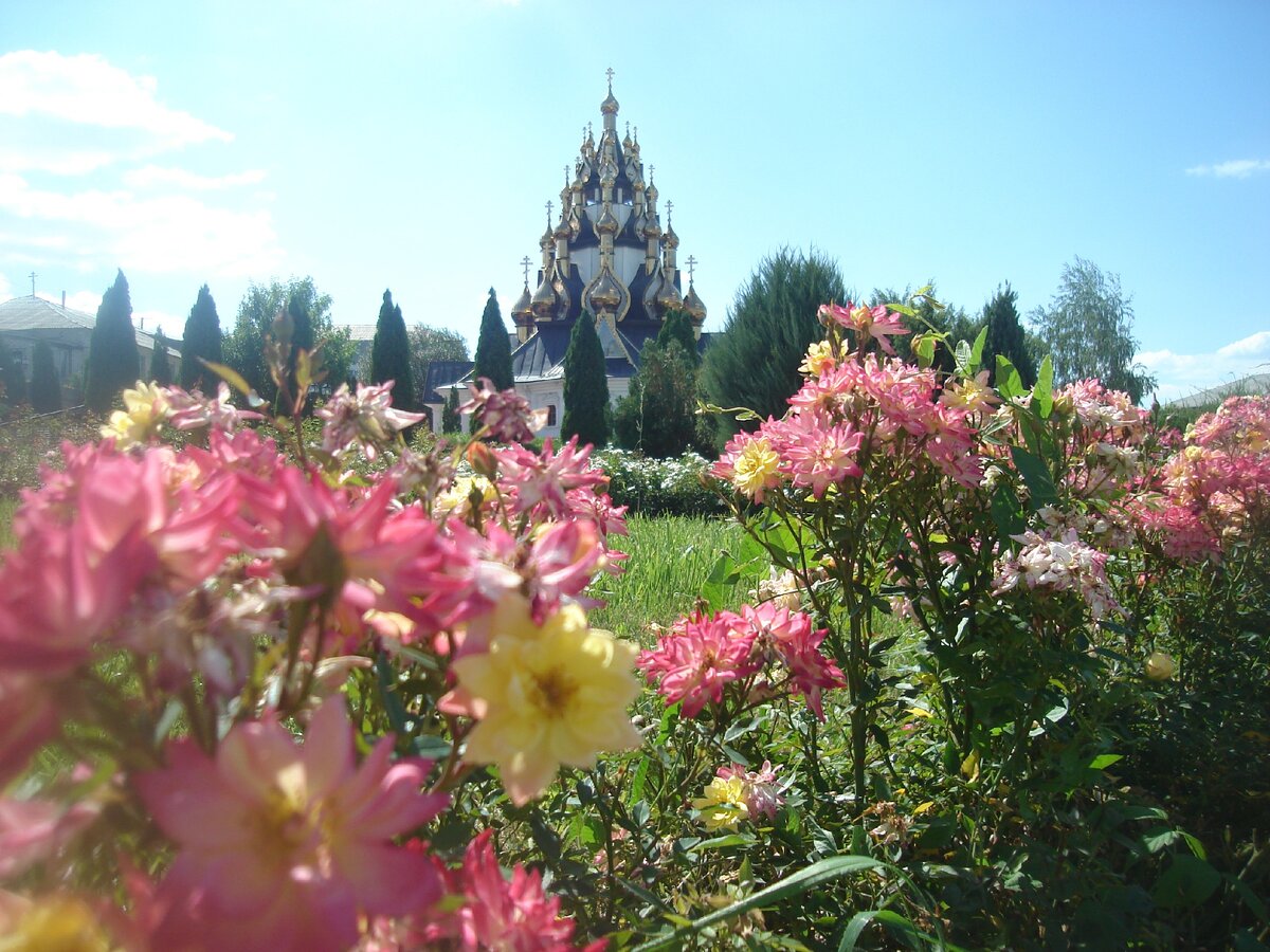 Розочки вдоль дорожек. Фото автора.