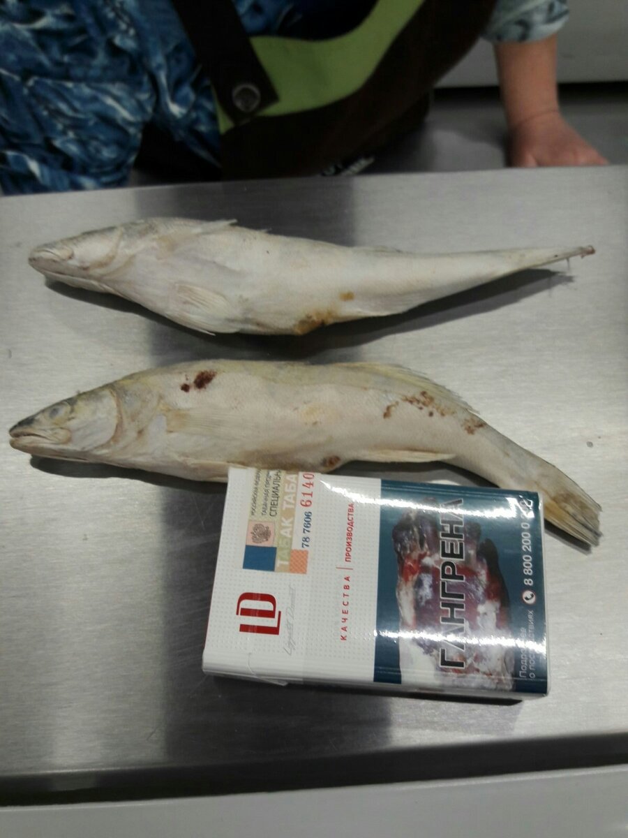 Странные судаки