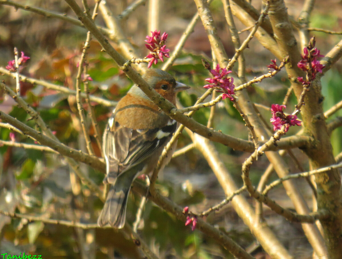 Зяблик / Fringilla coelebs
