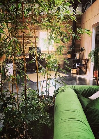Восхитительная 5-ка огромных комнатных растений, способных идеально вписаться практически в любой интерьер квартиры