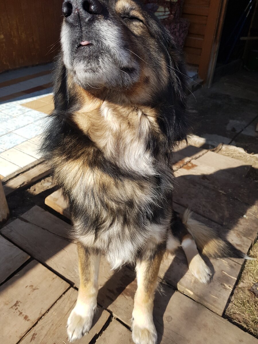 Дворянин 7 лет