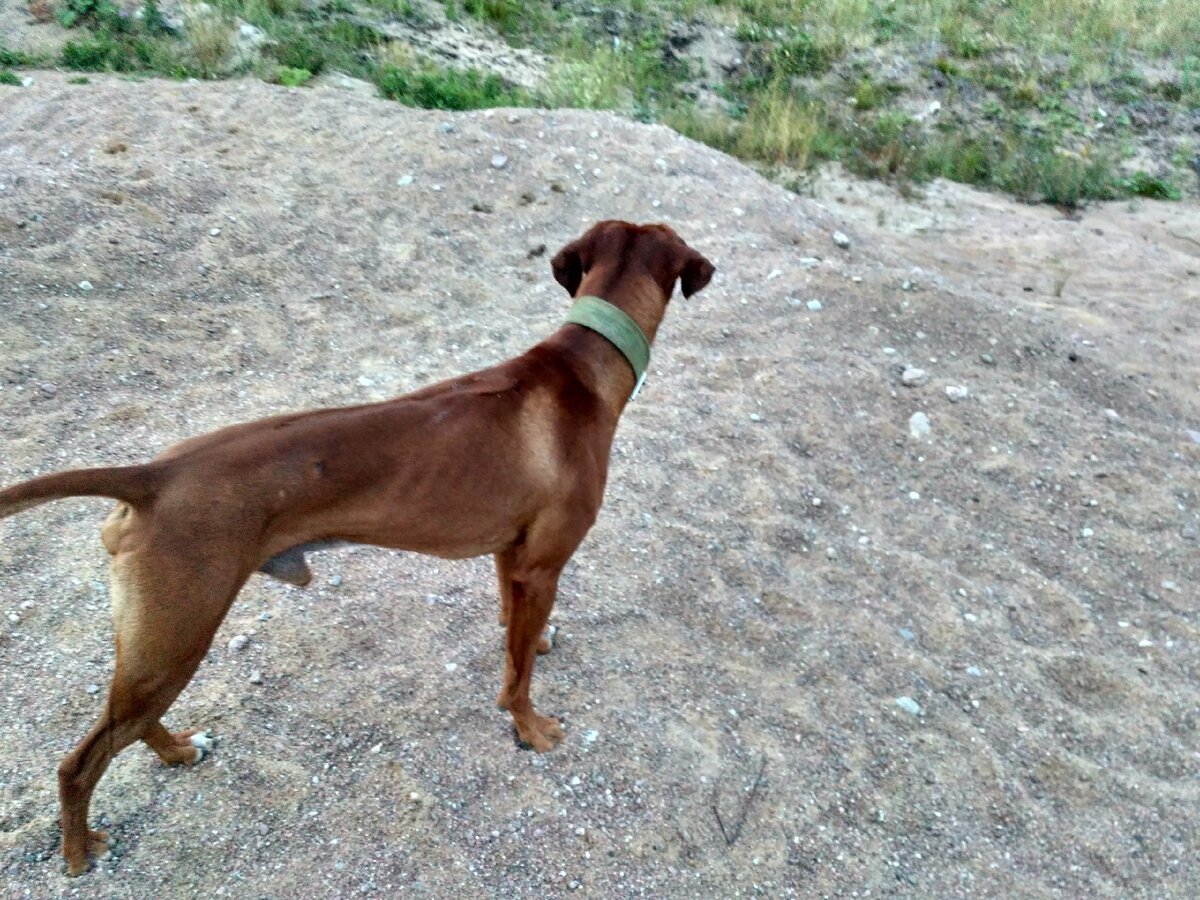 Аншай недавно к нам приехал