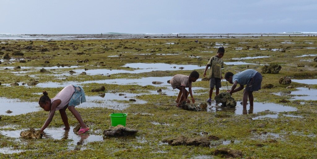 2. Ищут живность переворачивая камни.
