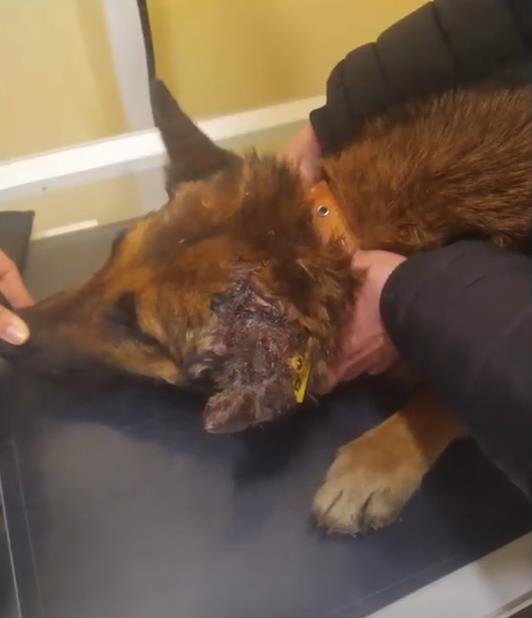 Врач осматривает ухо Трейси