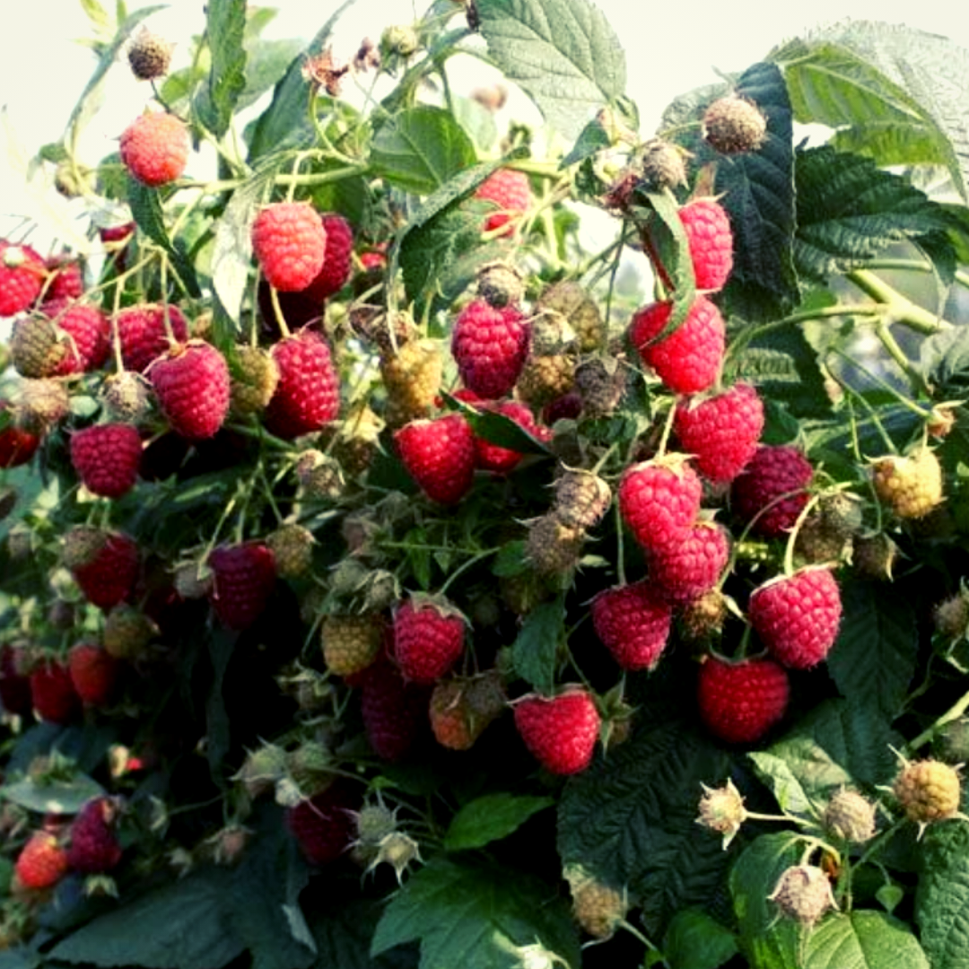 Такова урожайность ремонтантной малины новых сортов