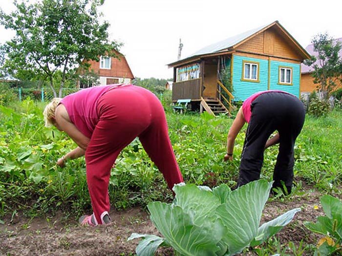 Соседей по даче знаю многих но не в лицо картинка