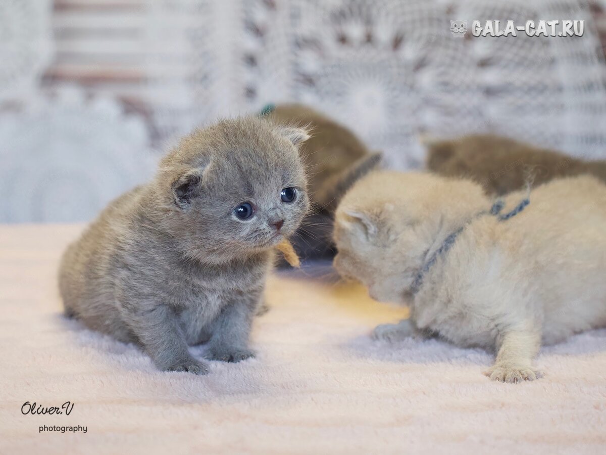 Голубая британская кошечка Миледи 3