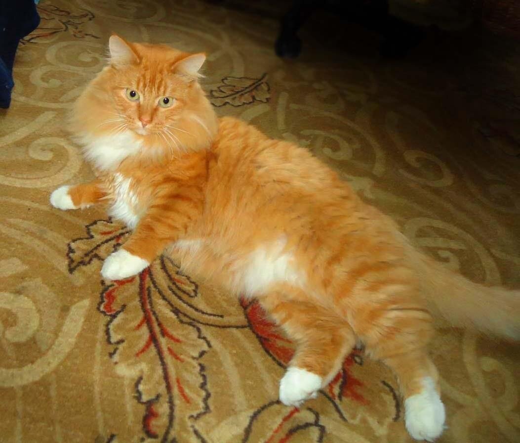 Рыжий, пушистый, умный. В зимнем наряде