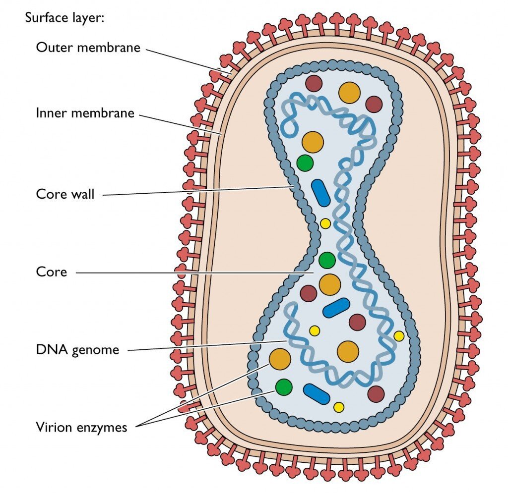 Virus Anatomical Structure 