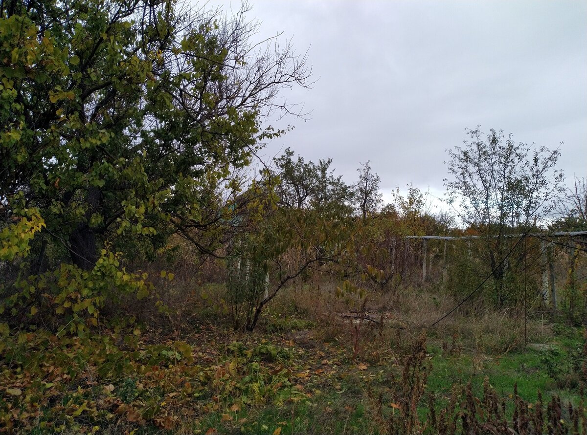 Много старых деревьев