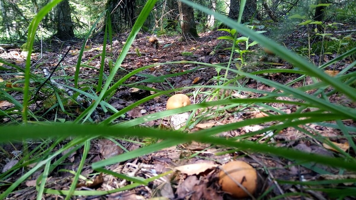 Вот на этой полянке я ежегодно собираю по ведру грибов
