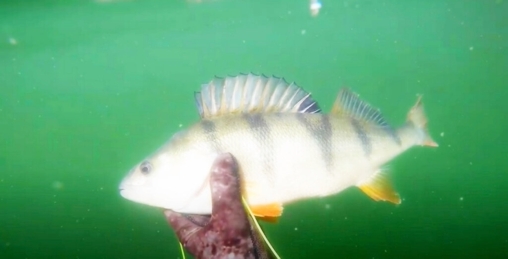 По всей длине Ока украшена рукавами, озерами и старицами, идеально подходящими для рыбалки.