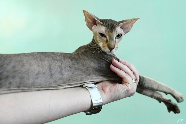 Петерболд (Петербургский сфинкс)