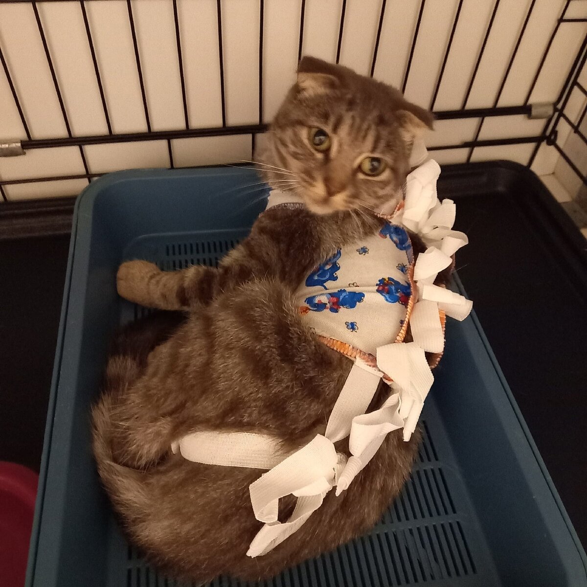 Жужу обработали от паразитов, стерилизовали