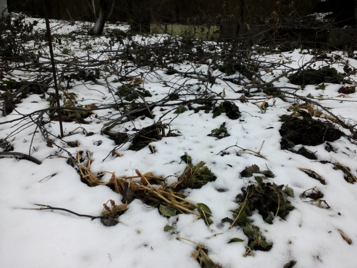 Земляника зимует под хворостом и снегом