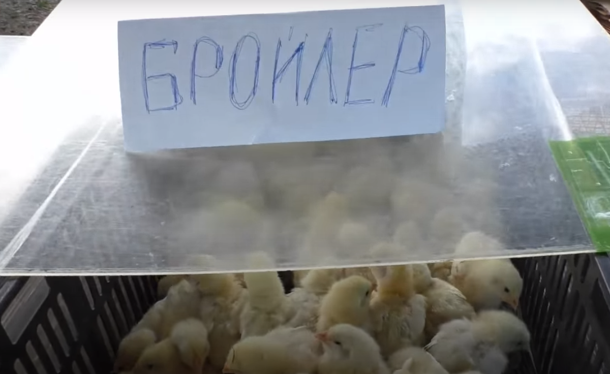 породы птицеводство в нашем крае. каких цыплят покупать. бройлеры суточные арбор выращивание. каких цыплят покупать. цыплята утята гусята.