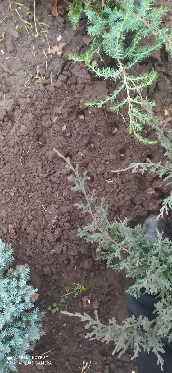 Пушкиния, анемона, спараксис