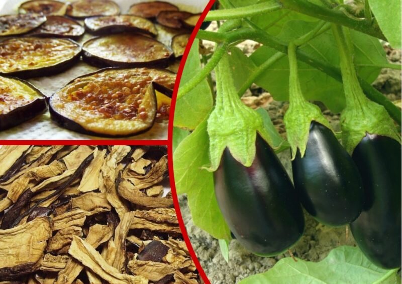 Сушка баклажанов