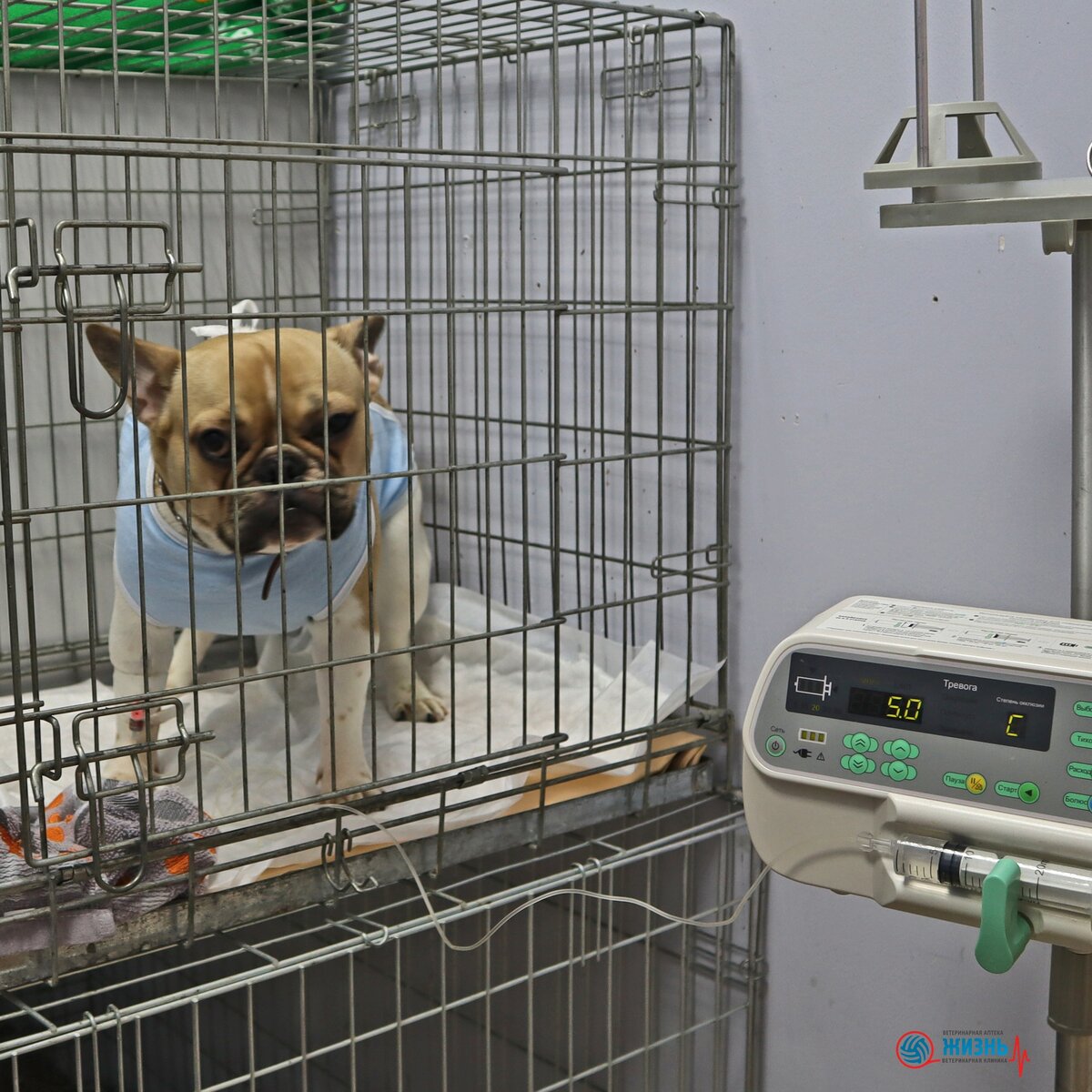 Стационар для животных в Калуге. В ветклинике "Жизнь" бесплатный послеоперационный стационар в день операции для пациентов, которые проходят оперативное лечение.