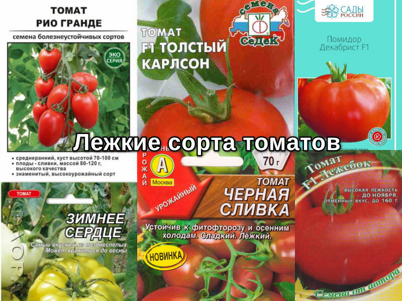 Посадка и выращивание томата Лежкий