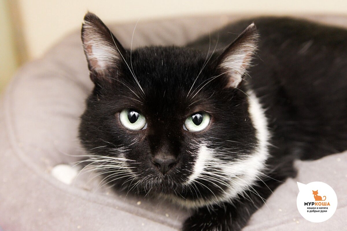 Милый Сладкопуз