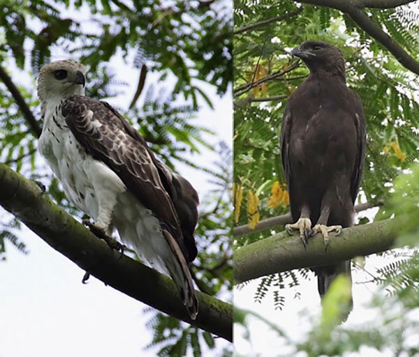 Если что, это один и тот же вид птиц.