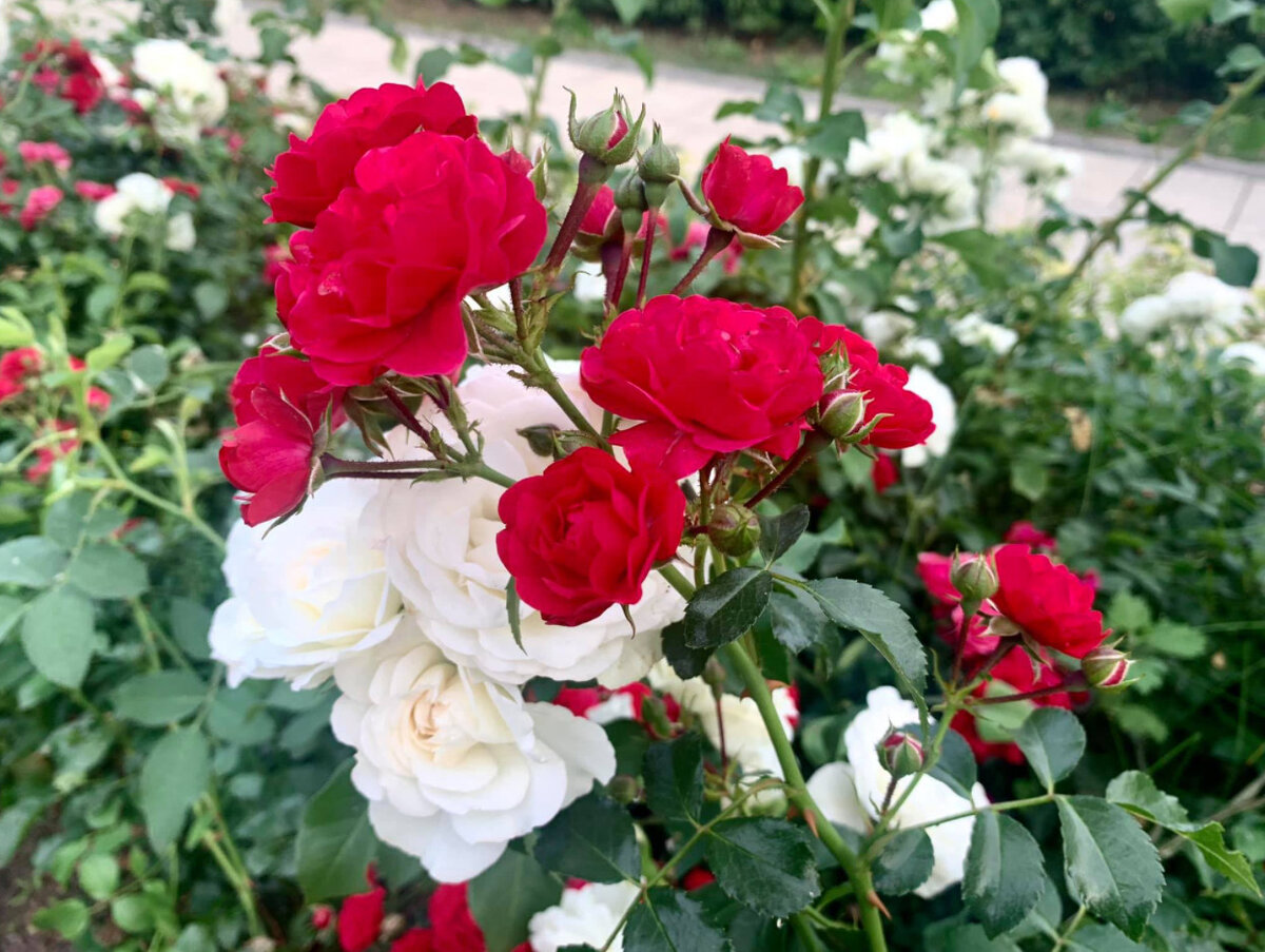 Фото Е. Лазурина