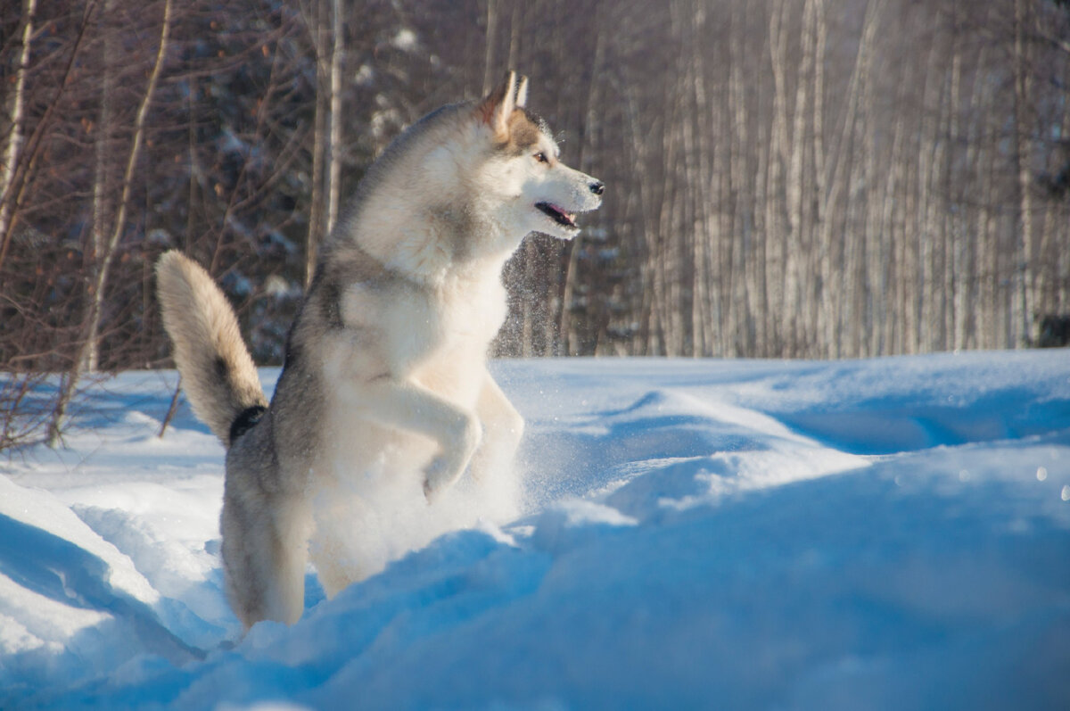 Наша Наташа