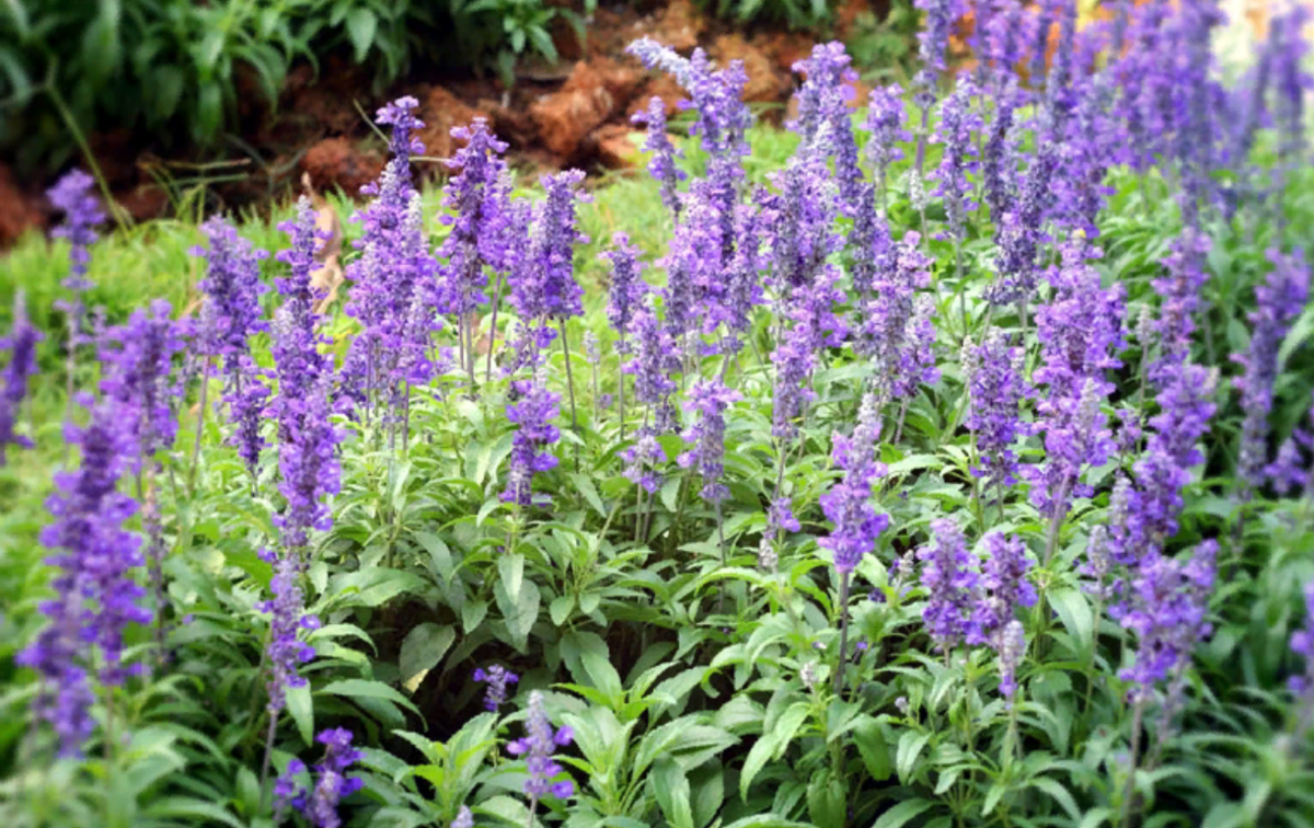 Шалфей прутьевидный Луговой. Шалфей Луговой (Salvia pratensis). Сальвия оффициналис. Шалфей оффициналис.