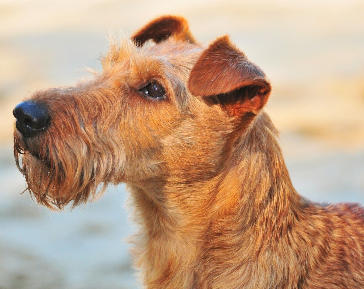 Ирландский терьер (Фото: https://www.flickr.com/photos/-bas/6249400005/)