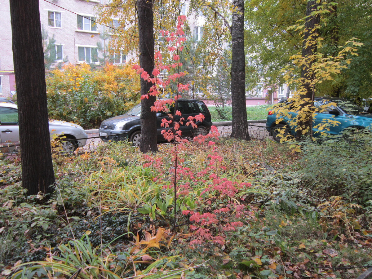 Бересклет в октябре