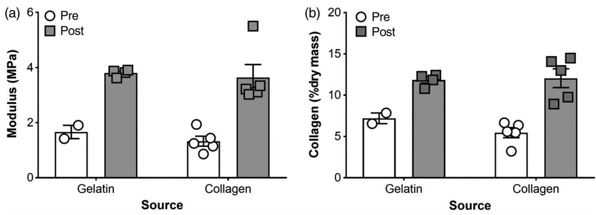 Прием 15 г желатина или 15 г гидролизованного коллагена на (а) жесткость или (b) процент коллагена в связке (Close et al., 2019)  