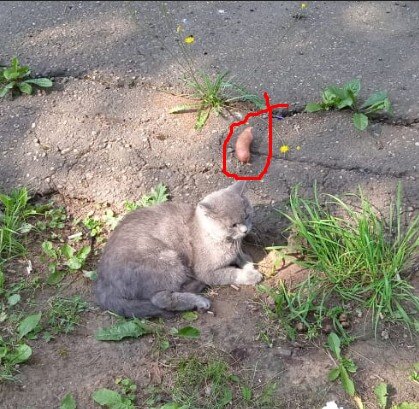 Разве так бывает? Разве так бывает?!!!!!! Вы все знаете Серенького, за жизнь которого боролись Пермские ветеринары.-2