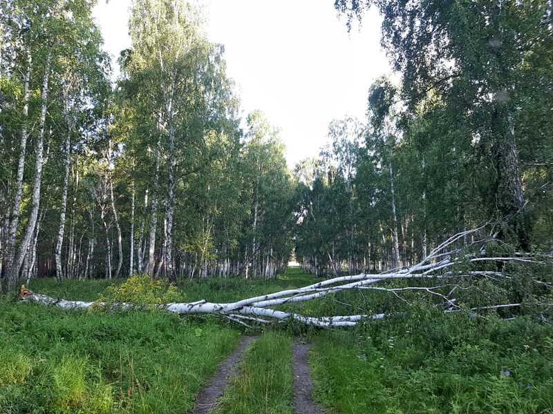 Не сказать, что вокруг жилой деревни дороги были доступны для городской пузотерки  - не спасала даже засуха, сделавшая лесные дороги твердыми, как асфальт.