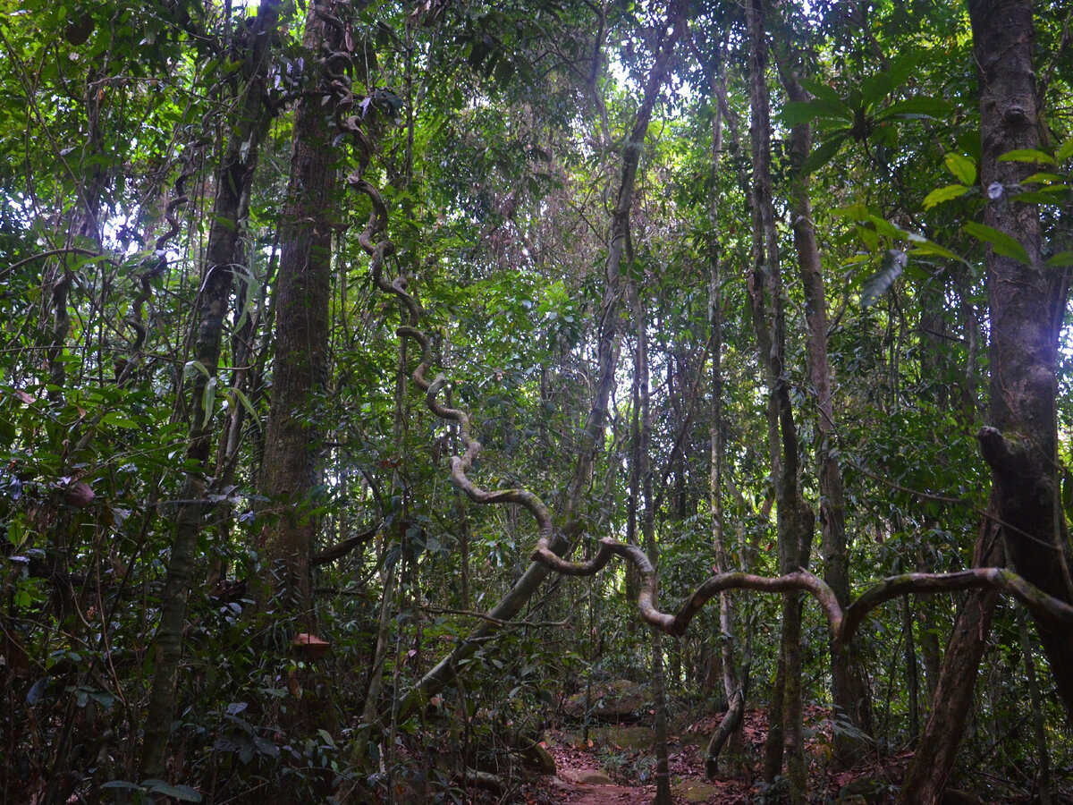 Жизнь на острове в джунглях. Национальный парк Гарахонай. Национальный парк Гарахонай Канары. Мшистый лес Малайзия. Картинках Гарахонай.