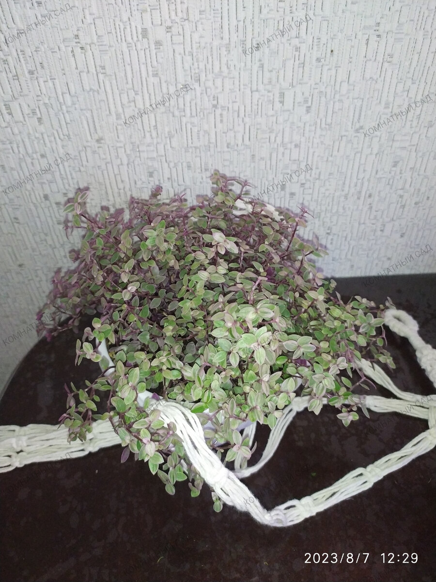 Коллизия Розовая Пантера 07.08.2023